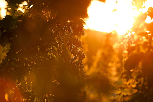 Matthias Schrumpf | Produkt & Industrie